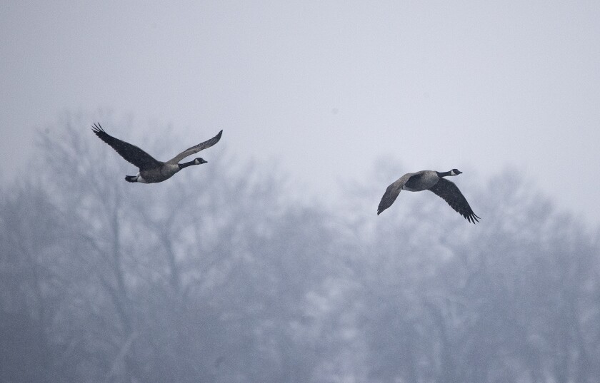 Number of Christmas birds 121623 006.jpg