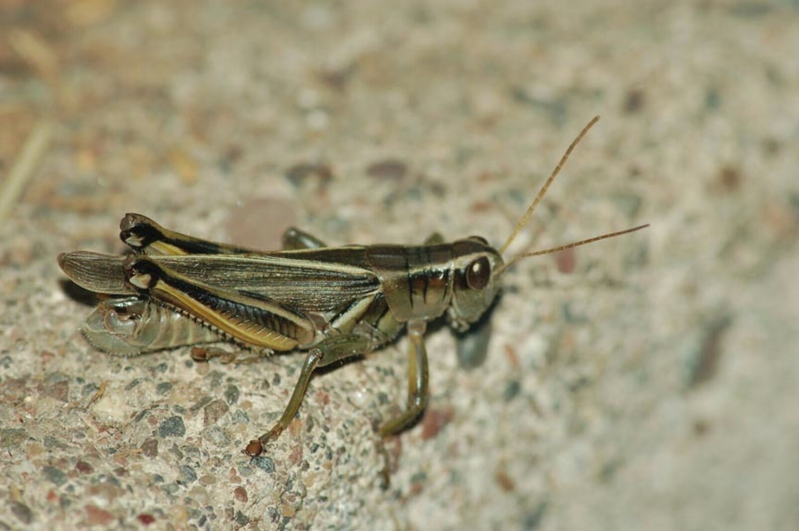 Northland Nature: The singing insects of late August - Duluth News ...