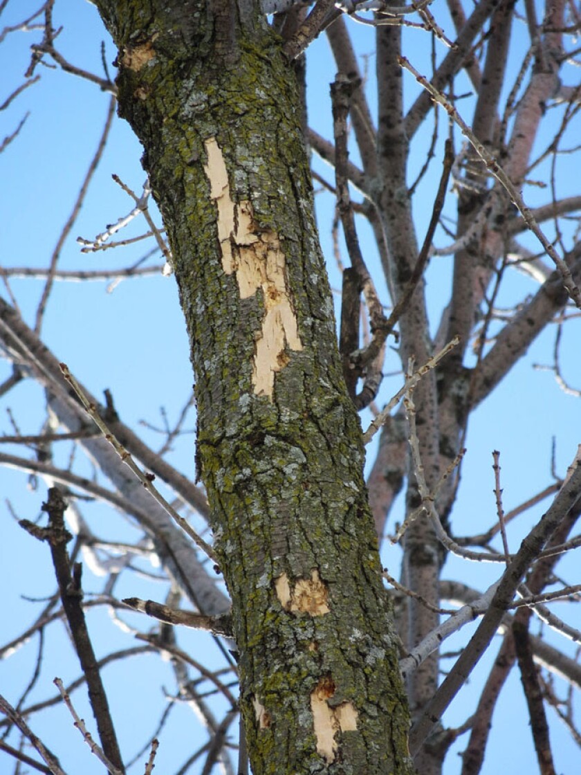Bill McNee / Wisconsin DNR Light flecking on the top of an ash tree can be a sign of EAB infections.