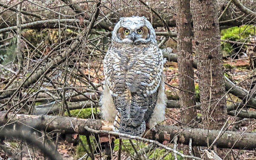 080820.O.DNT.OWLS.C09.jpg