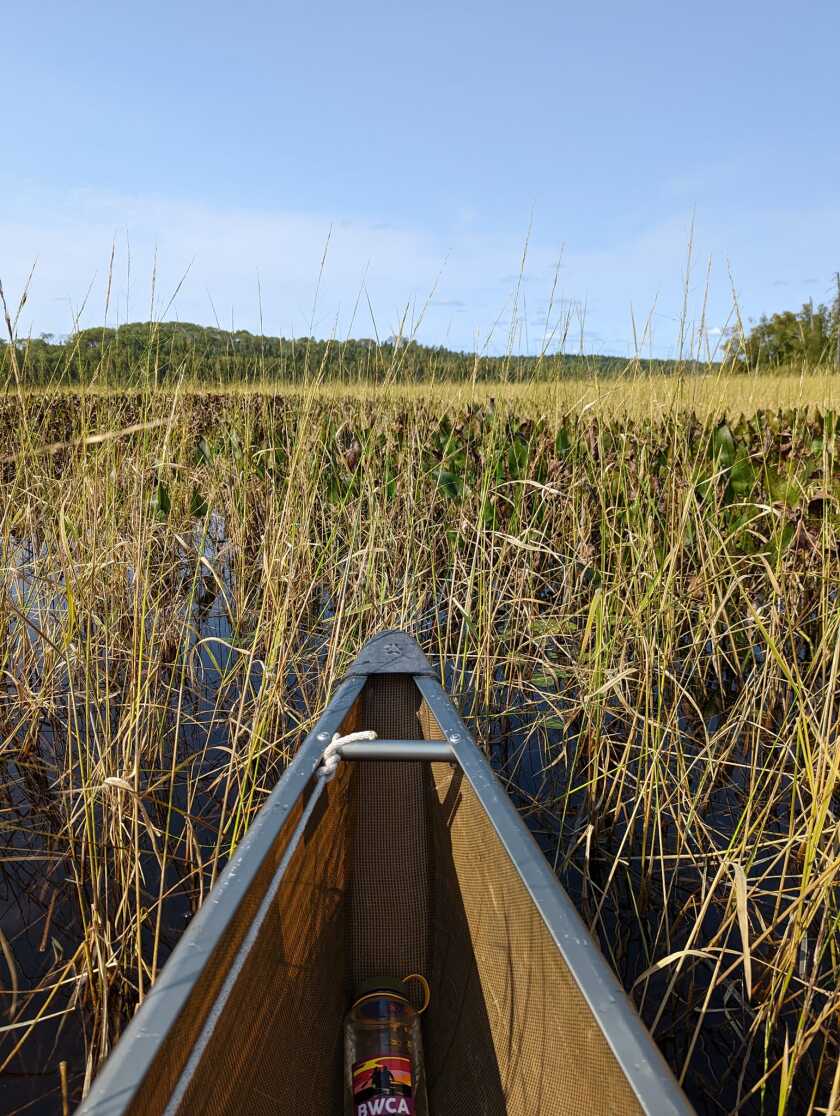 9-23-2022 canoe and wild rice photo by Heather Edvenson.jpg