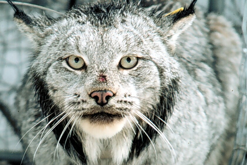 gray cat with large paws and pointy ears looks into the camera