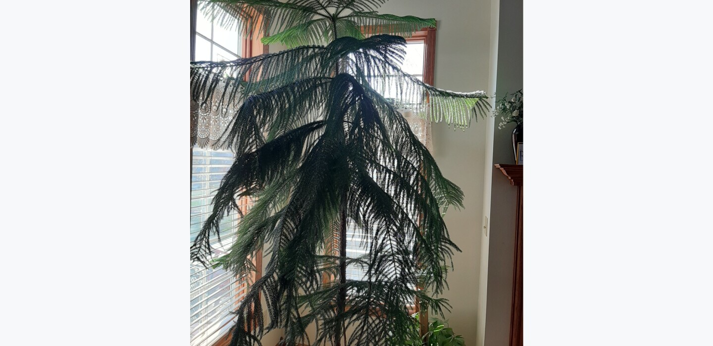 A Too Tall Indoor Pine Granular Fertilizer And Hedge Cutback Inforum Fargo Moorhead And West Fargo News Weather And Sports A Too Tall Indoor Pine Granular Fertilizer And Hedge Cutback Inforum Fargo Moorhead And West Fargo News Weather And Sports