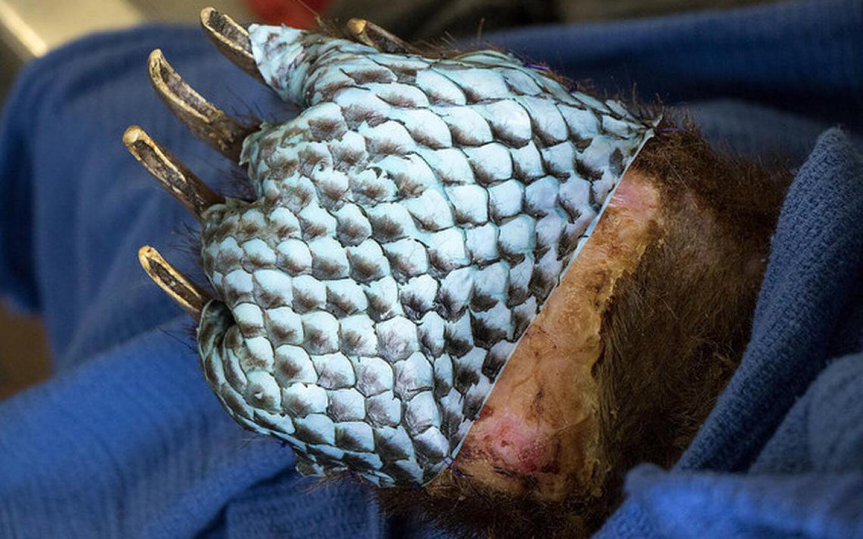 Fish skin used as experimental skin graft for injured Minnesota dog ...