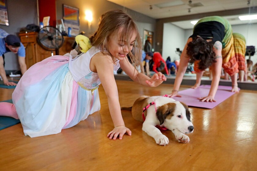 Enthusiastic puppies mob around people trying to do yoga.