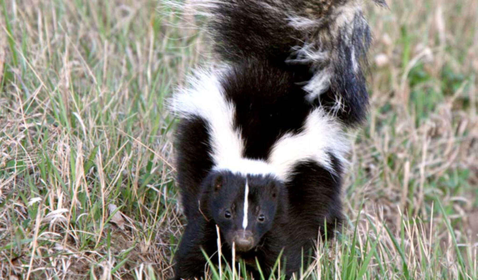 Spring Skunk Inside the Outdoors: Scent of skunk is a first sign of spring - Pine ...
