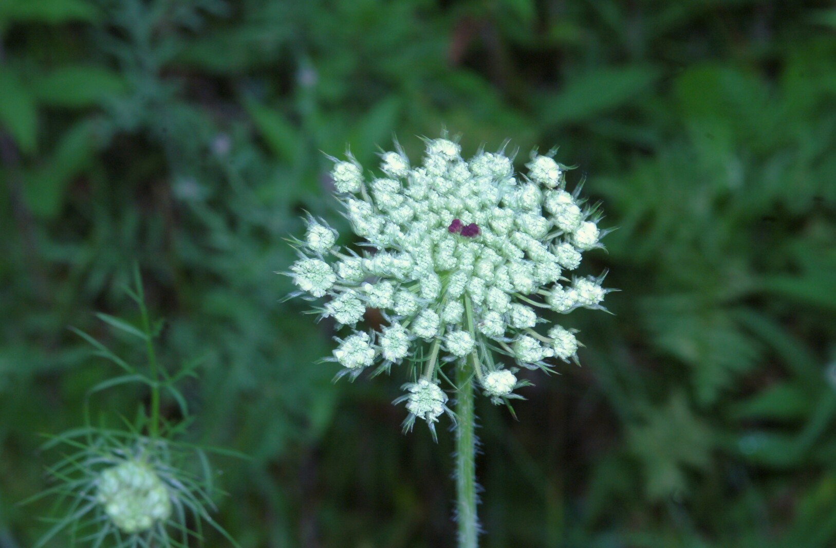 Northland Nature: Queen Anne's lace makes royal appearance