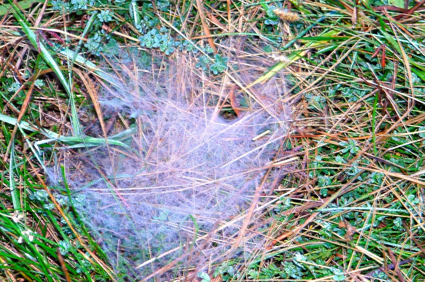 Spider web covering grass
