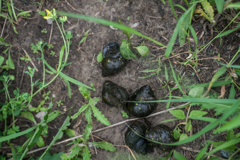 062822-CHINESE-MYSTERY-SNAIL-0449.jpg