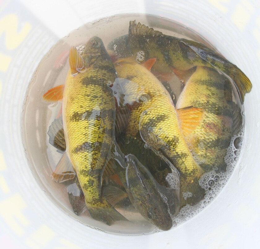 Minnesota has a perch problem Duluth News Tribune News, weather