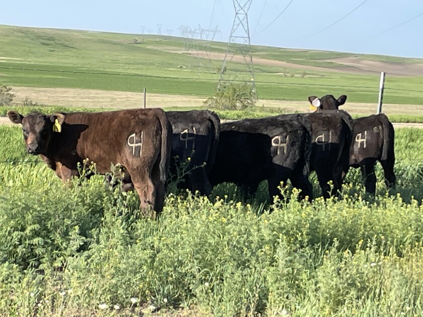 Black Angus calves from the Wayne Herman Ranch near Halliday, North Dakota show off their new markings.