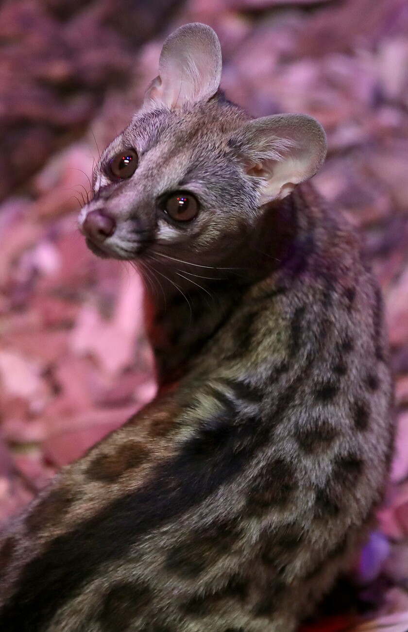 A Large-spotted Genet turns back to look at the window of its enclosure in the Nocturnal Building