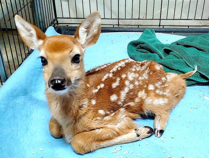 052822.O.PRE.FawnCage.jpg