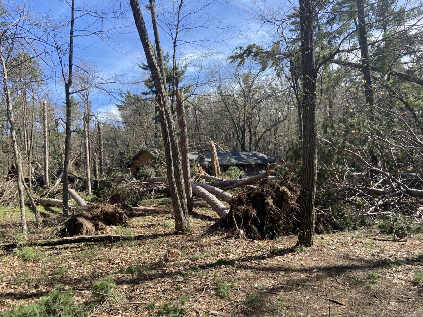 Storm-damaged trees are toppled over