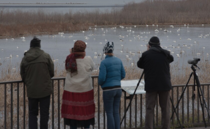 111422Swans1.jpg