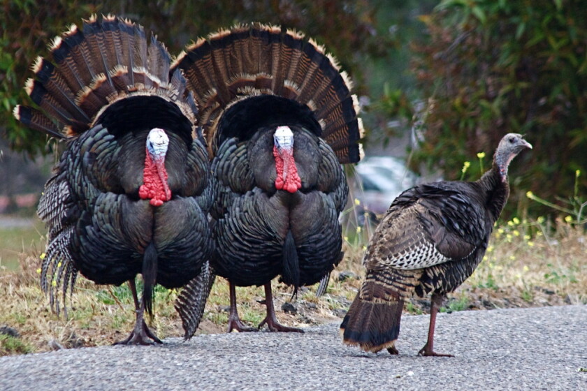 Turkeys In Minnesota BLANE KLEMEK OUTDOORS: The wild turkey is abundant in Minnesota thanks ...