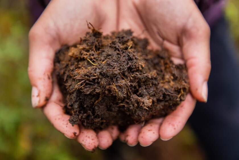 Sax-Zim Bog climate research, handful of peat