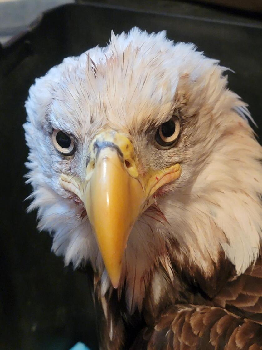 092022.N.ST.Eagle.Marlys face.jpg