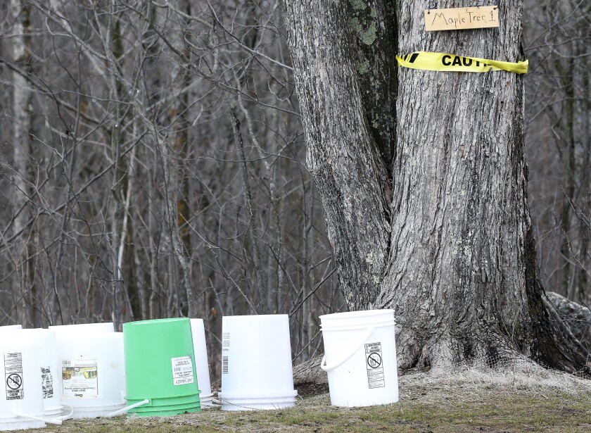 In the North Star Academy school forest.