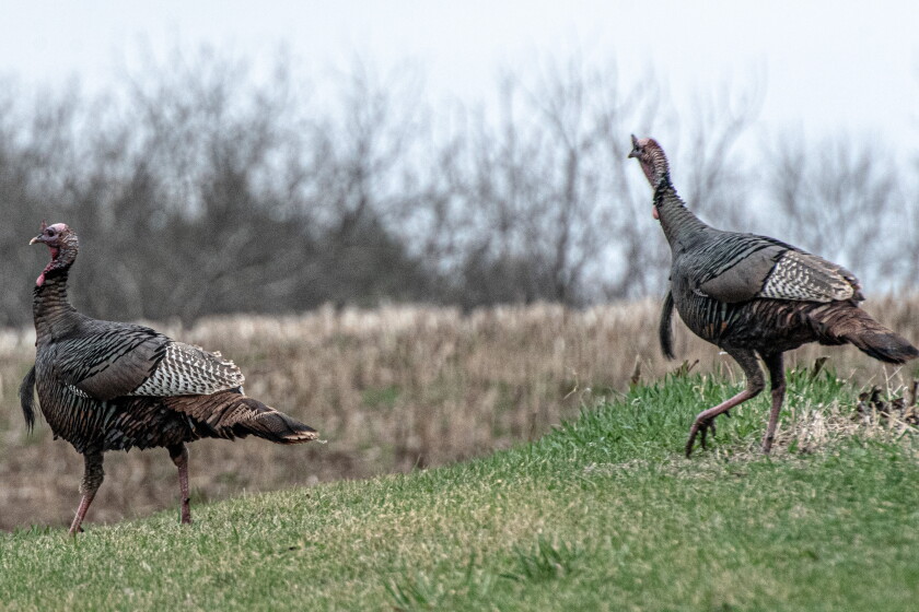 Weiss: Experts offer all you need to know to become a turkey hunter - Post Bulletin | Rochester Minnesota news, weather, sports Weiss: Experts offer all you need to know to become a turkey hunter - Post Bulletin | Rochester Minnesota news, weather, sports