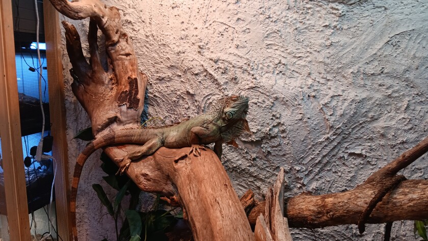 A green iguana relaxes in the collection room in the basement of Ectothermic Nirvana on Friday, June 13, 2025.