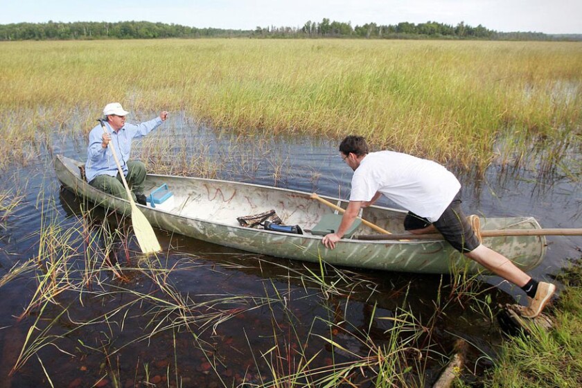 Minnesota's wild rice season is open, if you can get to it - Duluth ...