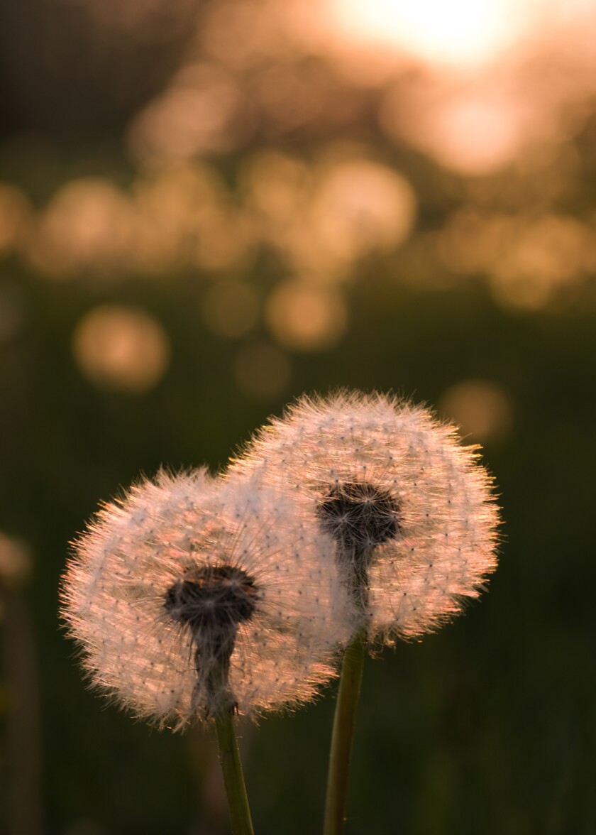 5x7 Dandelion Sunset SeedHead 2019.jpg