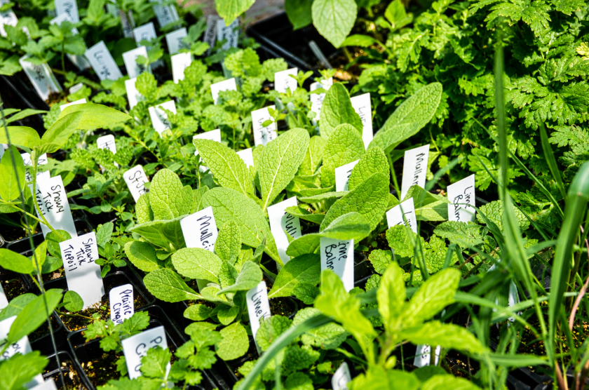 Trays of medicinal herbs and native plants with labeled markers are displayed inside the Heart River Garden Co greenhouse near Carson.