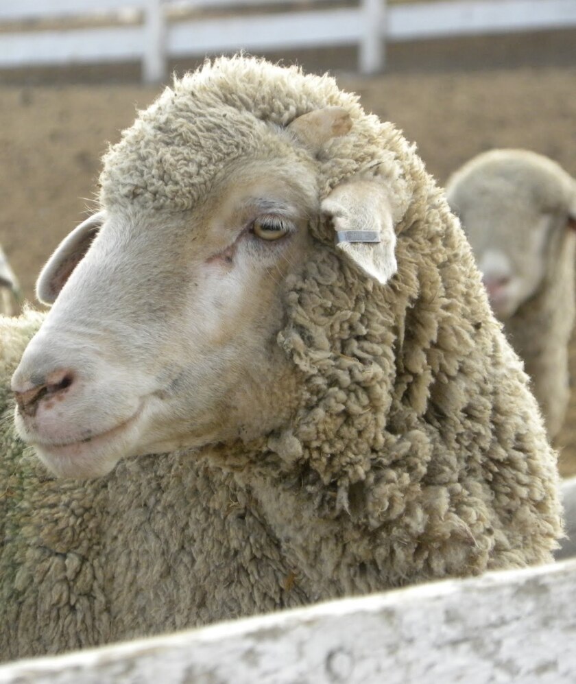 090720.AG.HettingerNDWool03.jpg