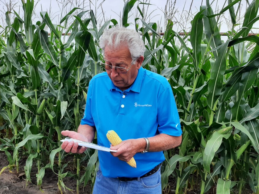 Farmer holding an ear of corn looking at a sliding yield calculator.