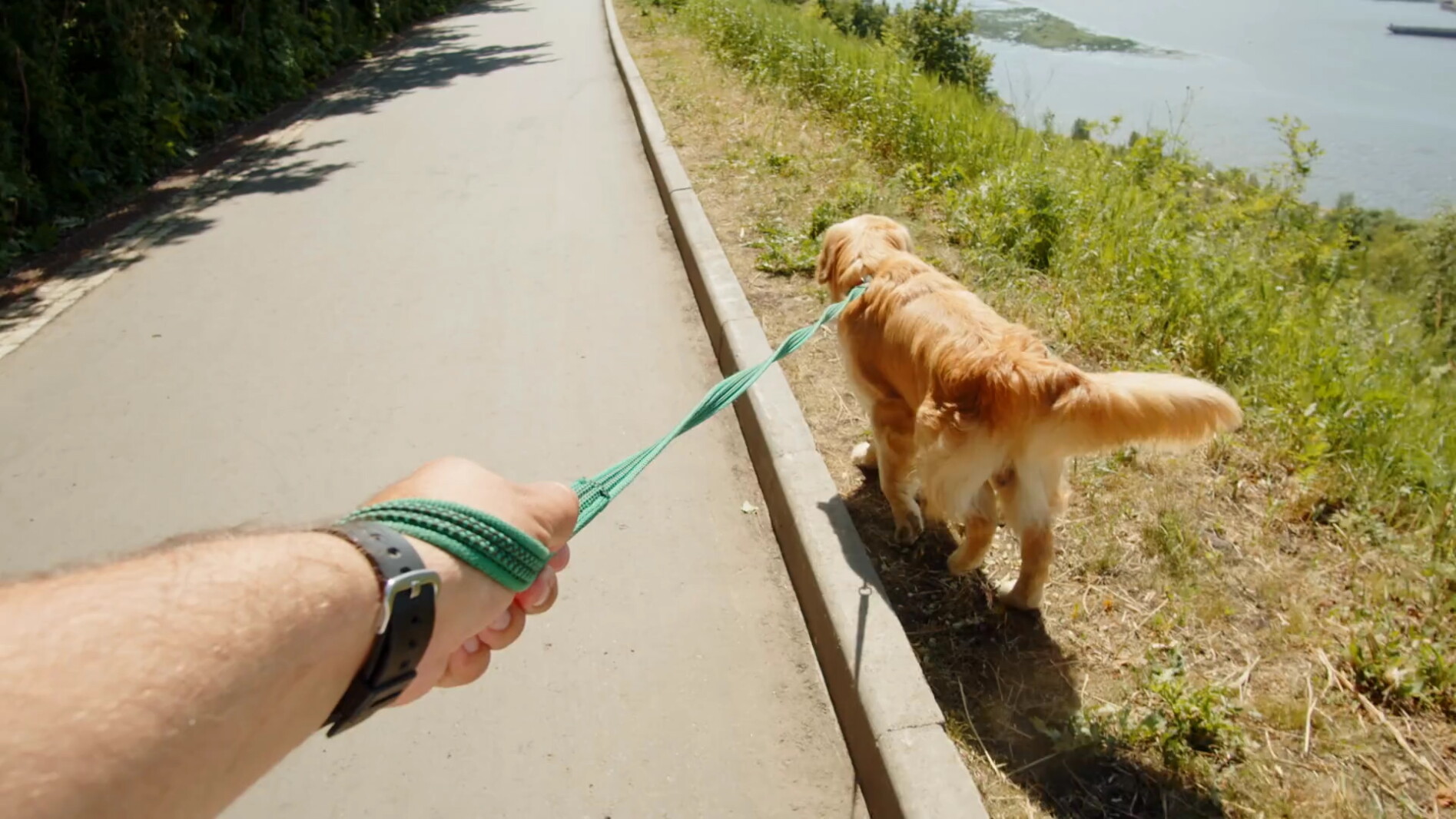 Homeward Animal Shelter offers hot weather safety tips for pets