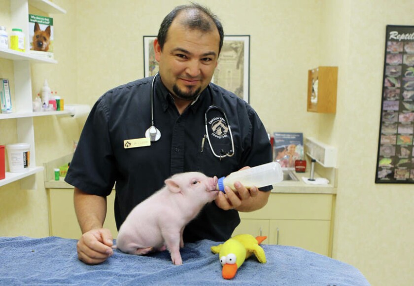 Chris P. Bacon