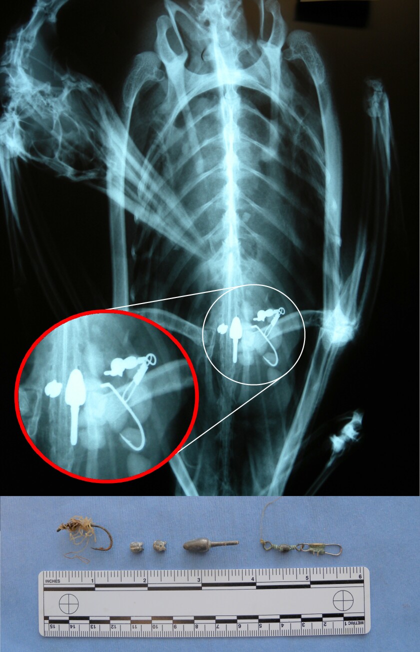 MPCALoonXRay.jpg