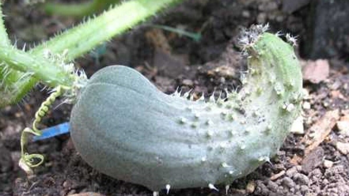 Why Do Cucumbers Curl Up When Growing? Why Do Cucumbers Curl Up When Growing?