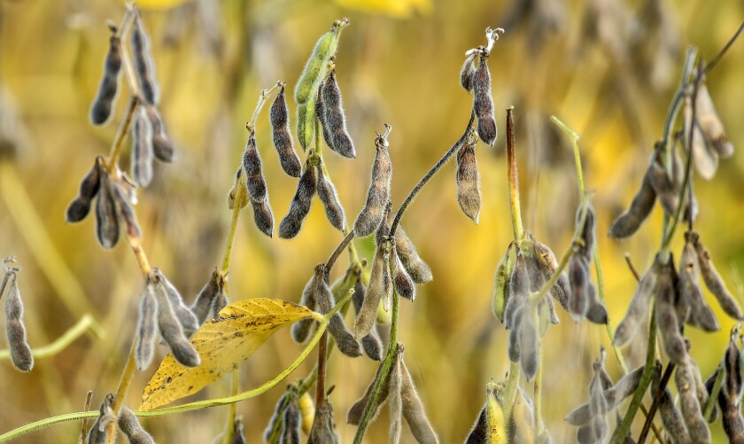 3560954+Soybeans.jpg