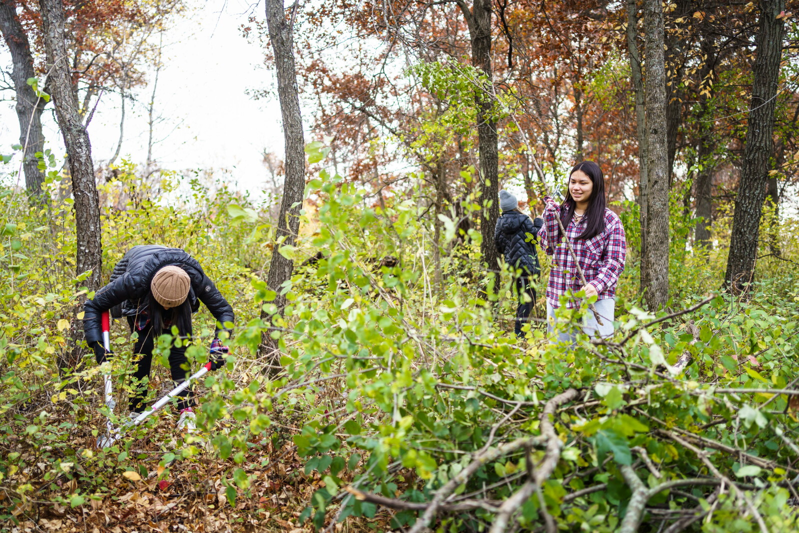 Mn Cedar Invasive City parks gain ground on invasive species - Post Bulletin | Rochester ...