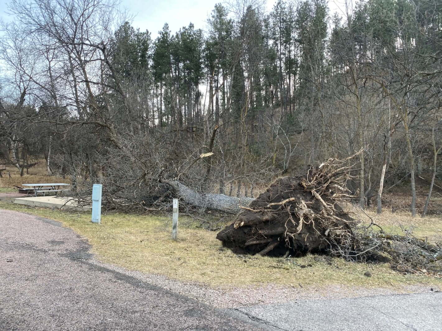 Widespread wind damage prompts major cleanup effort at Custer State Park
