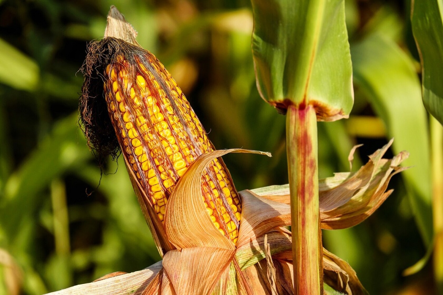The benefits of Bt corn - Study finds broader gains - Agweek | #1 ...