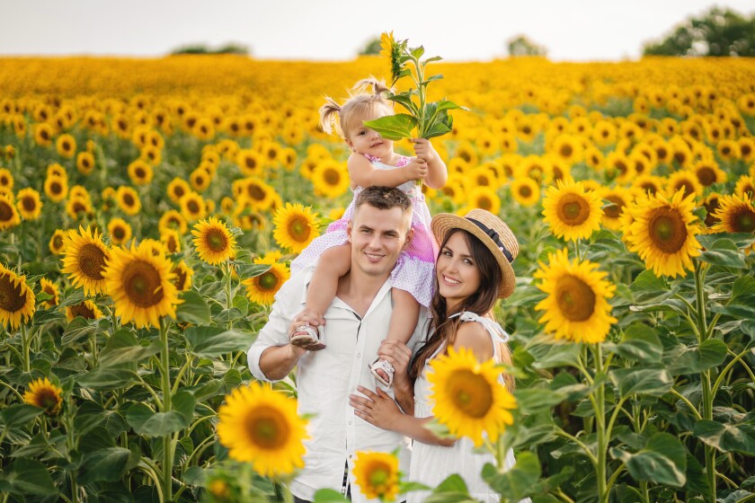 072718.FNS.F.TOURISMCONTENTROUNDUPSAUG-sunflowers