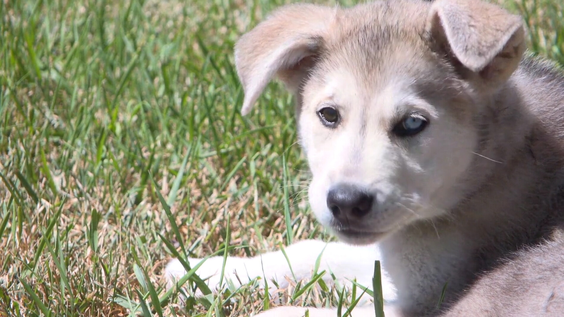 Shelter puppy joins Matt Rife on stage in Fargo