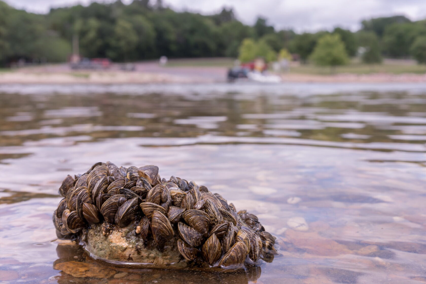Weather 75751 Water advocates say declined funding exposes insufficient zebra mussel ...