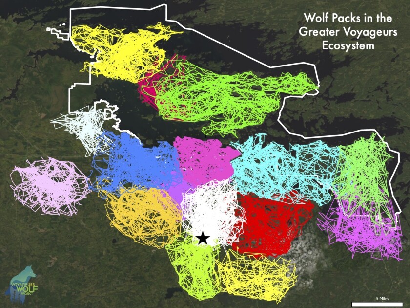 Wolf packs in and around Voyageurs National Park