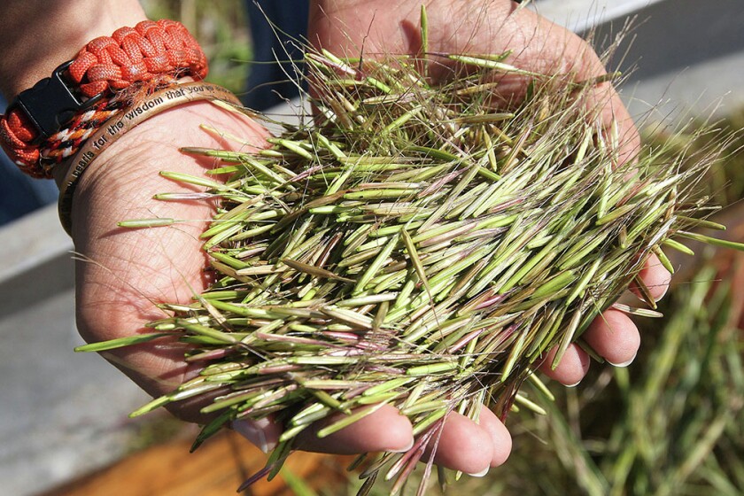 rice plant harvest