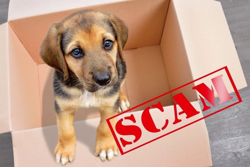 Puppy scams are at an alltime high Perham Focus News, weather