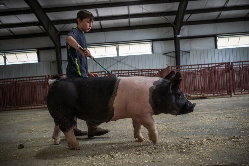 Mower County Fair