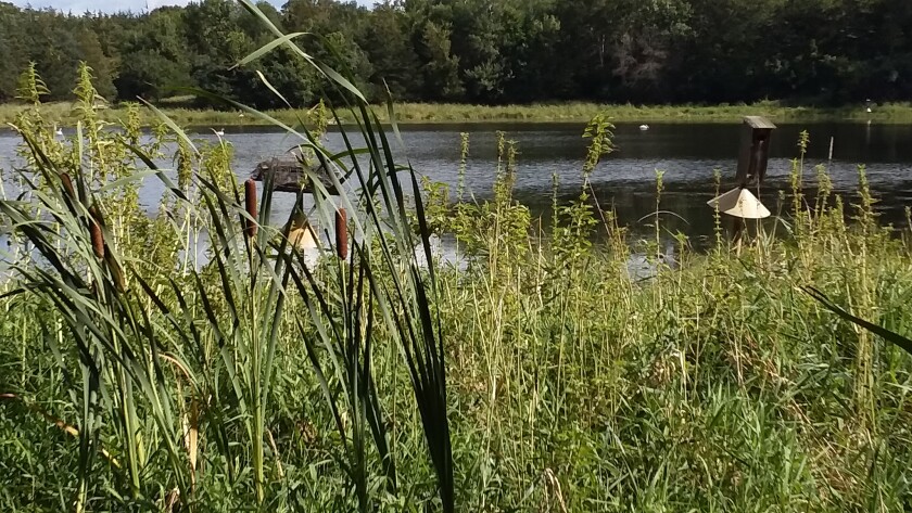 Lake and Shelters.jpg