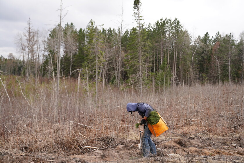 Slush Land Minnesota DNR to plant nearly 2 million seedlings on state land - Grand ...