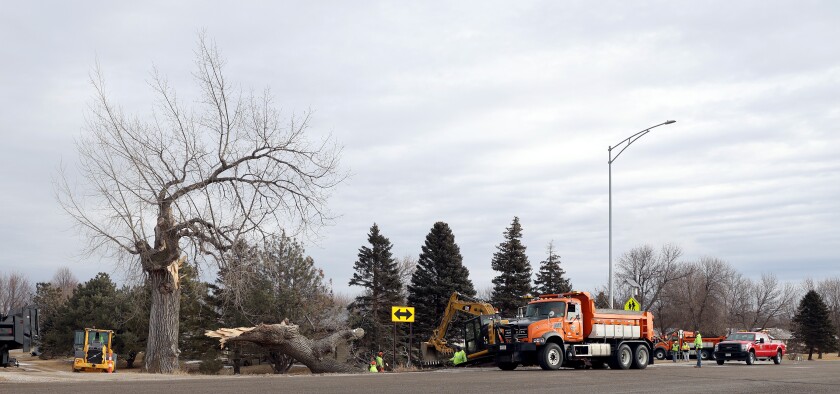 A large work crew with Nobles County Public Works cleans up a massive tree top that blew off a century-old cottonwood at the junction of Nobles County State Aid Highway 35 and North Crailsheim Road next to Worthington Middle School.