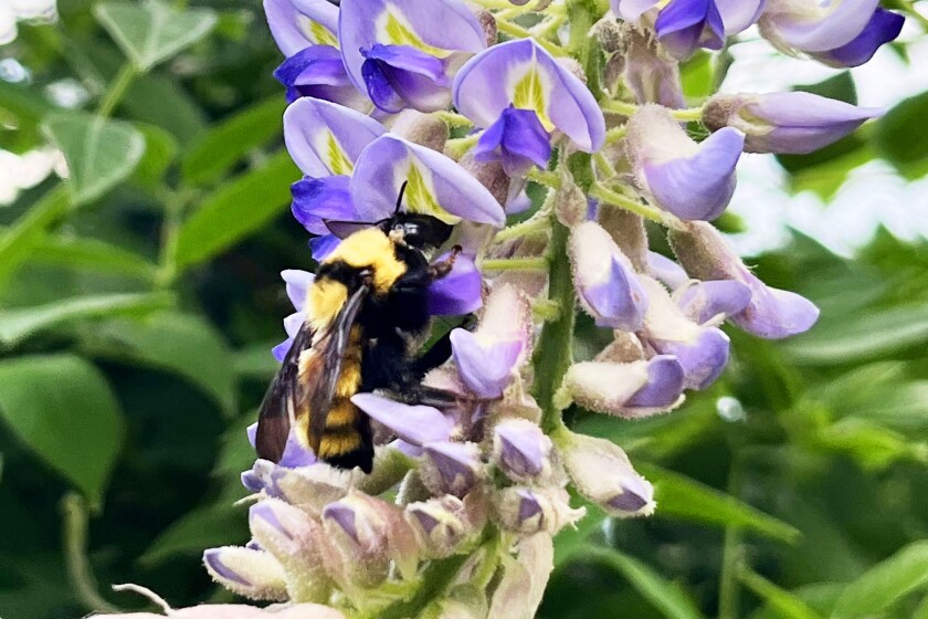 Bumble bee on flowers