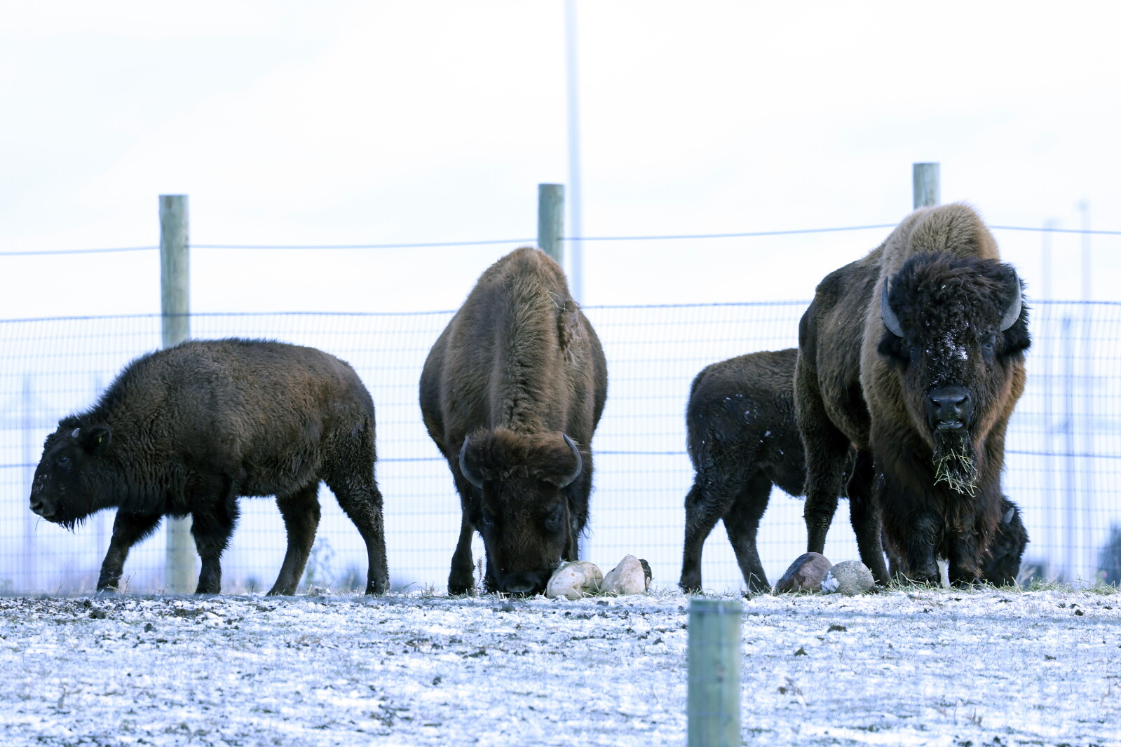 Bison Project Rebuilding bison population among goals of new conservation partnership ...